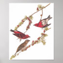 Search for finch posters Birds of america