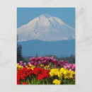 Search for scenic vertical postcards Oregon