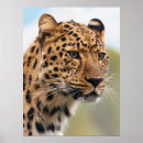 Search for cheetah spots posters Big cat