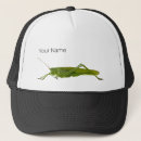 Search for insect hats Animal