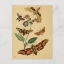 Search for entomology postcards Insect