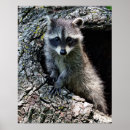 Search for racoon art posters Nature