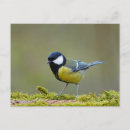 Search for tit postcards Bird