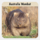Search for australia wombat stickers Animal
