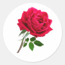 Search for red rose flowers stickers Garden