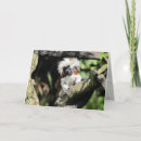Search for monkeys photo cards Nature