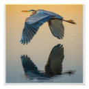 Search for herons posters Wildlife photography