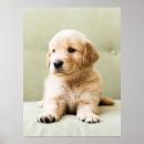 Search for cute baby animals posters Golden retriever