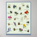 Search for bumblebee posters Nature