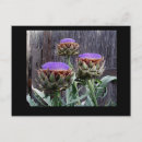 Search for artichoke postcards Flowers
