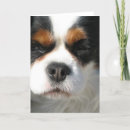 Search for spaniel dog cards Puppy