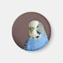 Search for parakeet magnets Blue