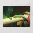Search for green lizard postcards Wild