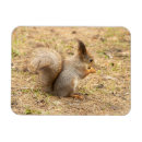 Search for squirrel photo magnets Squirrels