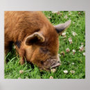 Search for cute pig posters Pigs