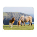 Search for maree magnets Ranch