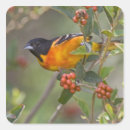 Search for orioles stickers Wildlife