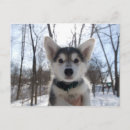 Search for husky dogs postcards Animal