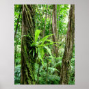 Search for rain forest posters Jungle