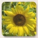 Search for sunflower cork coasters Home