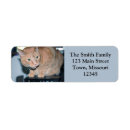 Search for cute cats return address labels Orange