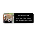 Search for panda photography Asia