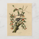 Search for audubon birds of america postcards Illustration
