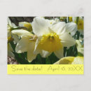 Search for date yellow postcards Daffodil