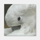 Search for watching magnets Usa