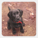 Search for labs stickers Animal