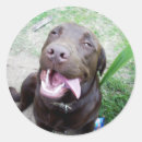 Search for chocolate labrador stickers Dog
