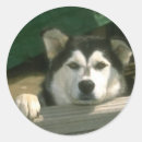 Search for malamute stickers Dog
