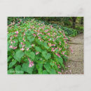 Search for begonia postcards Pink
