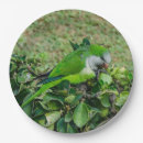 Search for parrot plates Green