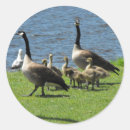 Search for canada geese stickers Animals