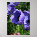 Search for anemone posters Nature