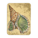 Search for seashell magnets Ocean