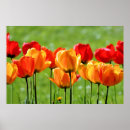 Search for tulip easter posters Nature