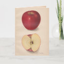 Search for apple orchard cards Fruit