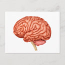 Search for human brain postcards Anatomy