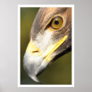 Search for golden bird posters Eagle