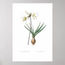 Search for belladonna posters Floral