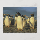 Search for falkland postcards South america
