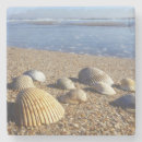 Search for sea shell coasters Beach