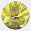 Search for yellow dahlia stickers Flower