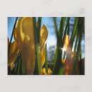 Search for sun flower postcards Green
