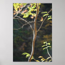 Search for tree branches posters Trees