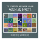 Search for sonoran art Wildlife