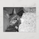 Search for cat on a bed postcards Funny