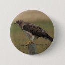 Search for hawk badges Birds of prey